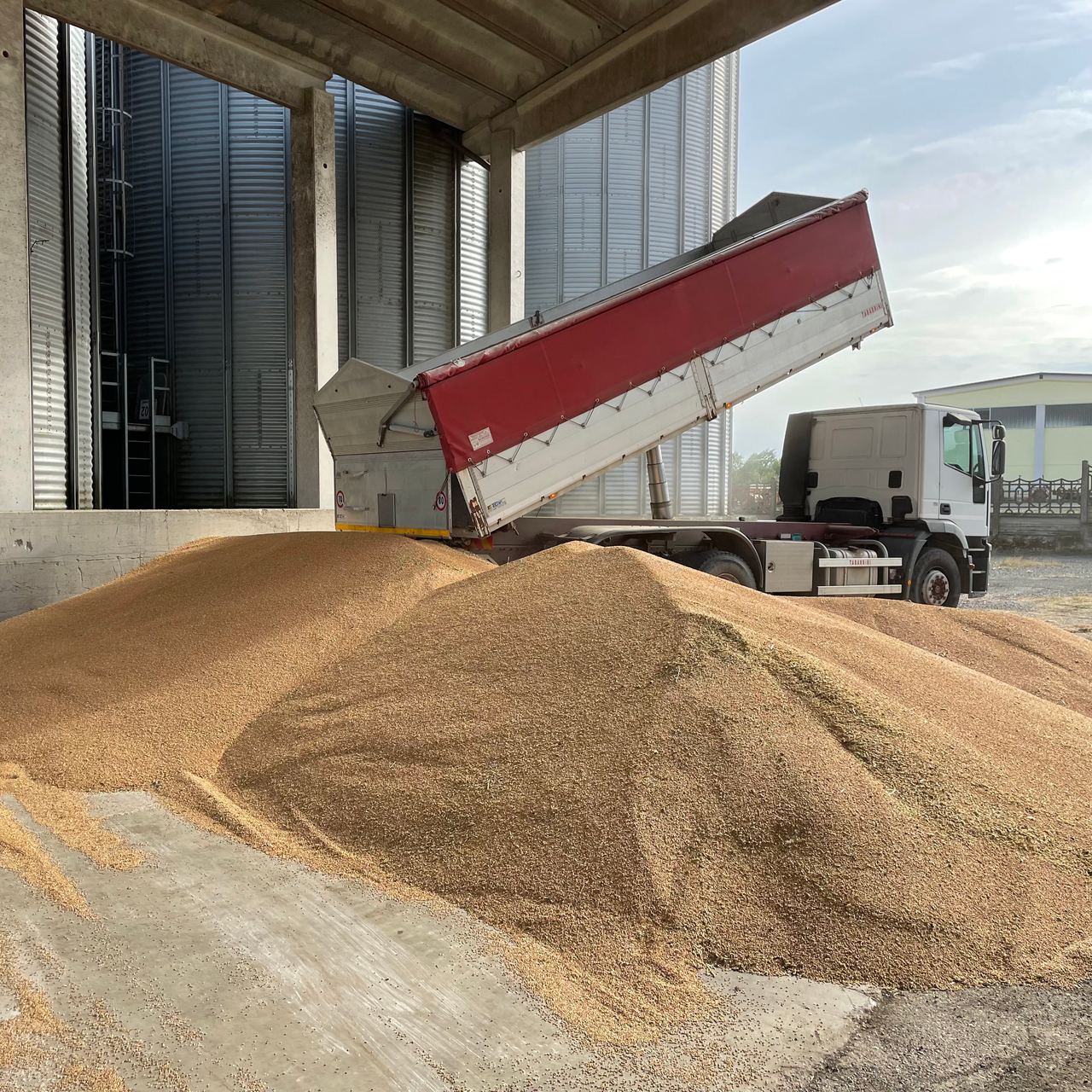 Raccolta e stoccaggio cereali | Agrimondo